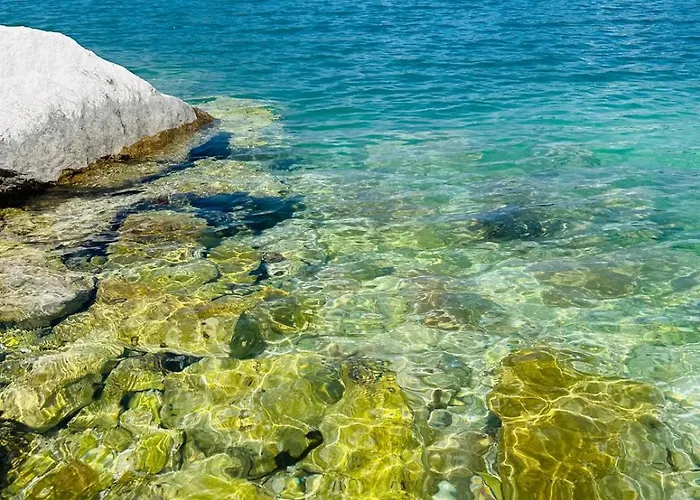 Dodig Maslina Daire *